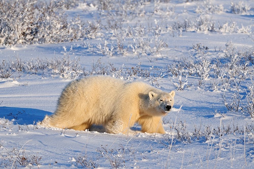 Canada-Manitoba-Churchill Polar bear walking through snow in evening light